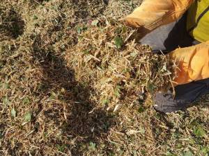 Distribution gratuite de broyat dans une sélection de villes | Ex: Evin-Malmaison (62) à 0 €