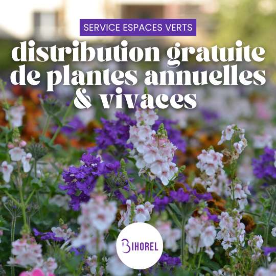 Distribution gratuite de plantes annuelles (Bihorel) et vivaces à 0 €